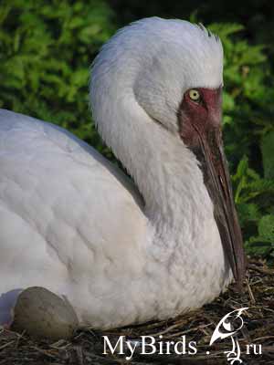 ����� (Grus leucogeranus)