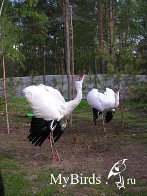 ����� (Grus leucogeranus)