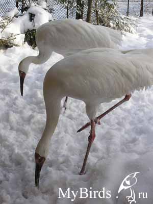 ����� (Grus leucogeranus).