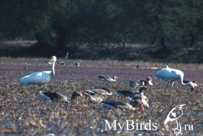 ����� (Grus leucogeranus)