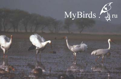 ����� (Grus leucogeranus)