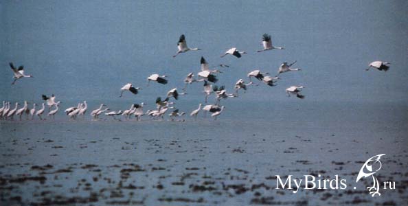 ����� (Grus leucogeranus)