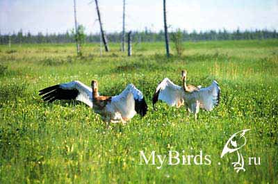 ������������� ������� (Grus leucogeranus)