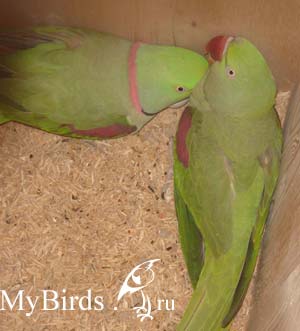Пара кольчатых попугаев в гнездовом ящике