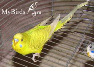 Самец волнистого попугая желтого окраса с зеленым оттенком. Фото: ksyushka