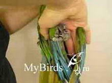Фиксация ног и крыльев крупного попугая ара (вид снизу)