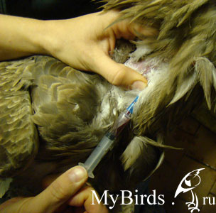 Забор крови из яремной вены у птицы. Фото предоставлено Н. Бебих
