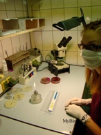 бактериологическое исследование в лаборатории