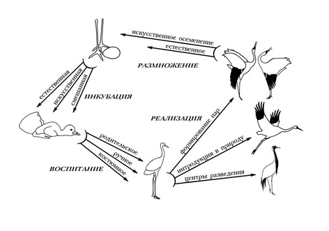 схема сбора научного материала в питомнике редких видов журавлей