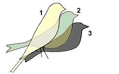 примеры посадки птиц на жердочке