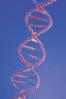 трёхмерная структура ДНК