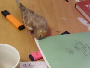 blog-10019-1196181513_thumb.jpg