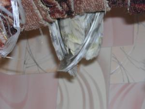 blog-10088-1194504123_thumb.jpg