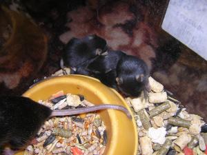 blog-10088-1203157478_thumb.jpg