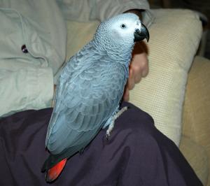 blog-11533-1194896733_thumb.jpg