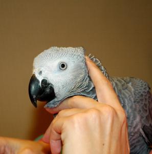 blog-11533-1194896795_thumb.jpg