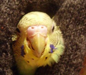 blog-11615-1199196848_thumb.jpg