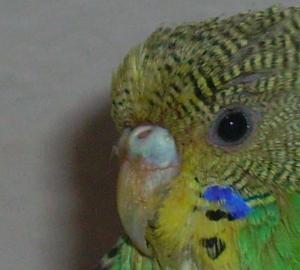 blog-11615-1199281336_thumb.jpg
