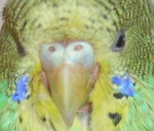 blog-11615-1199284088_thumb.jpg