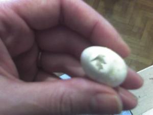 blog-11862-1235329371_thumb.jpg