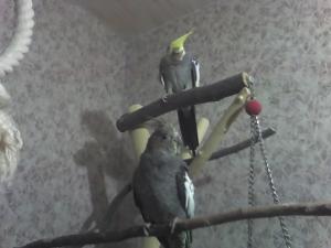 blog-11862-1237207543_thumb.jpg