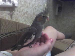 blog-11862-1237218731_thumb.jpg