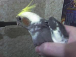blog-11862-1237218738_thumb.jpg