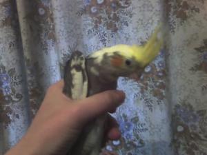 blog-11862-1237218744_thumb.jpg
