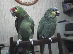 blog-11862-1239982626_thumb.jpg