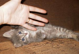 blog-11862-1306279752_thumb.jpg