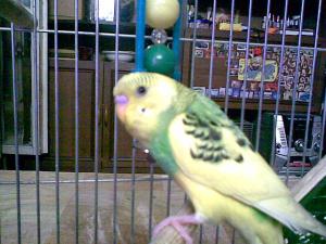 blog-13106-1205001261_thumb.jpg
