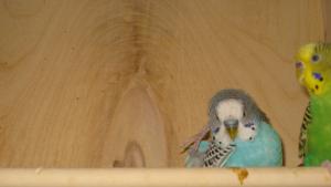 blog-13189-1257778197_thumb.jpg