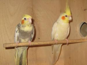 blog-13189-1291495721_thumb.jpg