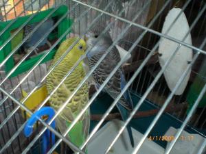 blog-13278-1212350325_thumb.jpg