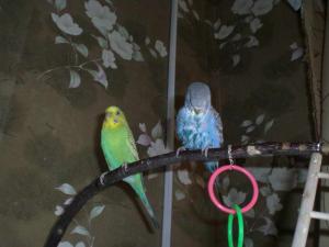 blog-13278-1212350772_thumb.jpg