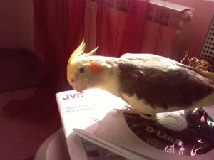 blog-13295-1201883415_thumb.jpg