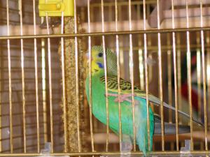 blog-14143-1207921289_thumb.jpg