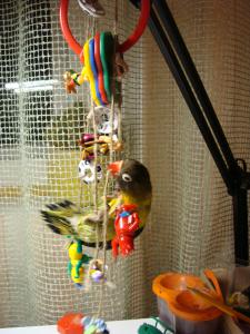 blog-14154-1259020010_thumb.jpg