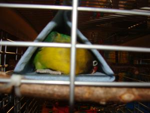 blog-14154-1265918484_thumb.jpg