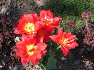 blog-14724-1242319873_thumb.jpg