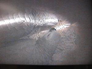 blog-14822-1298377984_thumb.jpg