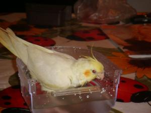 blog-15132-1215523857_thumb.jpg