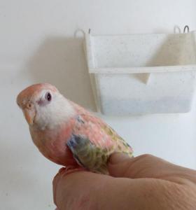 blog-15209-1484772380_thumb.jpg