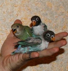 blog-16367-1221202282_thumb.jpg