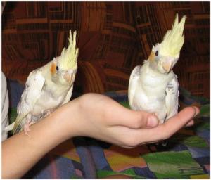 blog-16367-1236695457_thumb.jpg