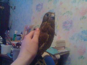 blog-17209-1229974314_thumb.jpg