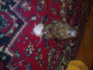 blog-17209-1230143647_thumb.jpg
