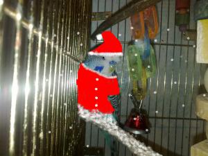 blog-17512-1292172202_thumb.jpg