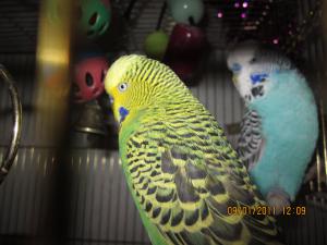 blog-17512-1300514100_thumb.jpg