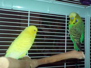 blog-18092-1252961066_thumb.jpg